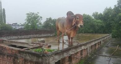 The bull was lowered from the roof by JCB