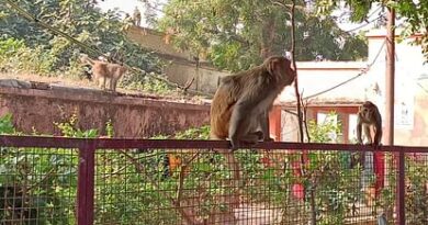 Municipality will get rid of monkeys and dogs